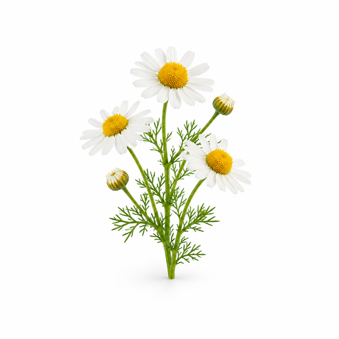 Chamomile