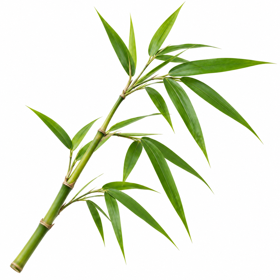 Bamboo extract