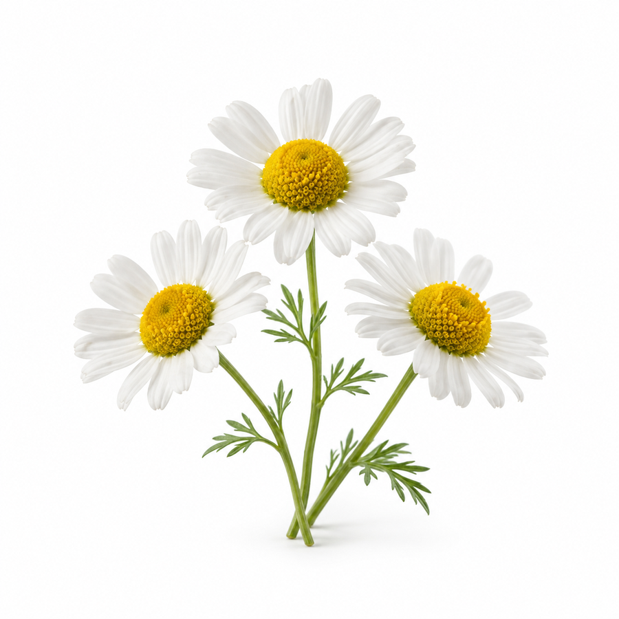 Chamomile extract