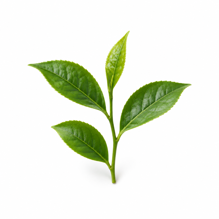 Green tea extract