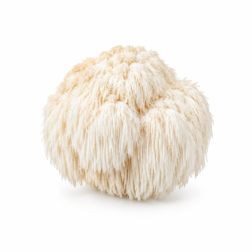 Lion’s mane